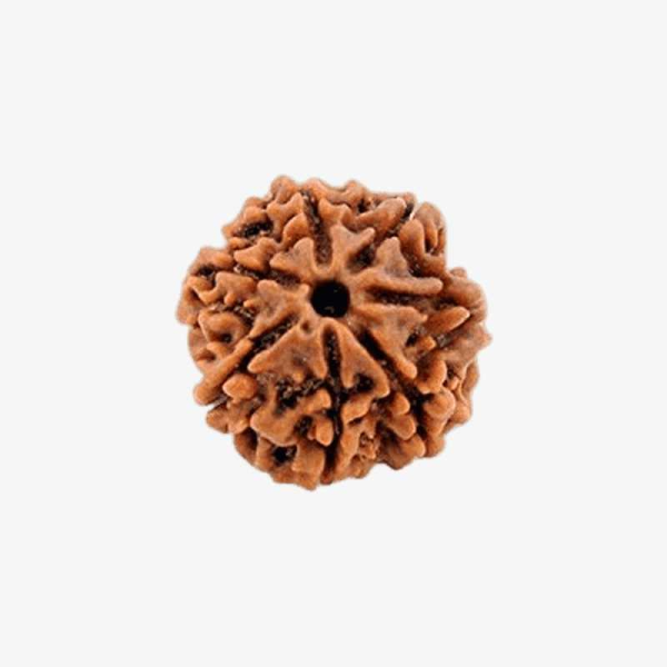 Nepal Origin 5 Mukhi Rudraksha